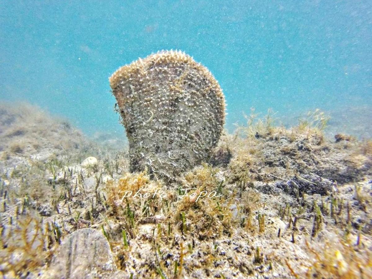 Domus Nostrae - Peljesac 1 *